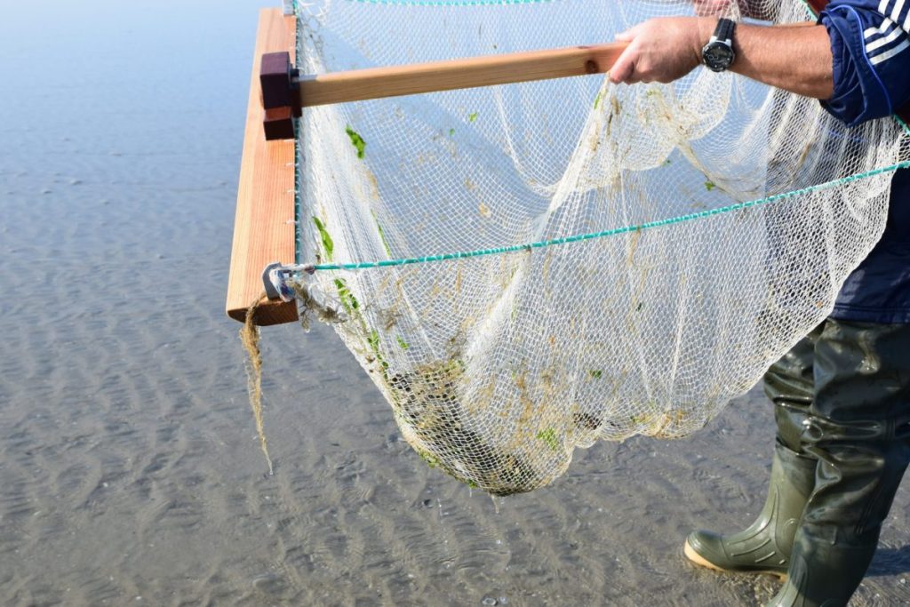 Hameçons Pour Crevettes Vivantes Avec élastiques - Lot De 10 Pour Pêche En Mer Ou Eau Douce
